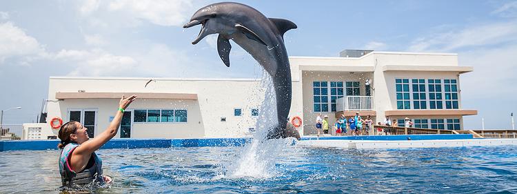 Marineland Dolphin Adventure