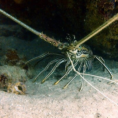 Ratu Kini Dive Resort