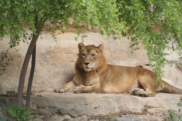 San Antonio Zoo