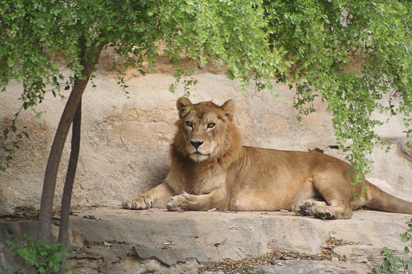 San Antonio Zoo