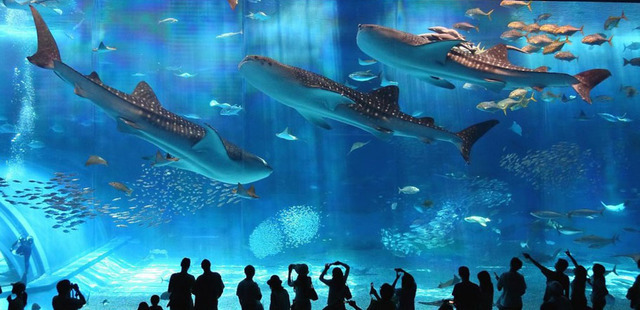 SEA LIFE Arizona Aquarium