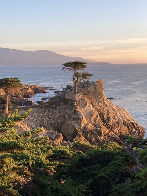 Lone Cypress