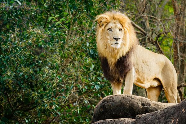 We're Not Lion! Jungle Bells at Zoo Atlanta Is One of the Best