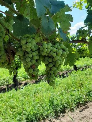 Frogpond Farm Organic Winery