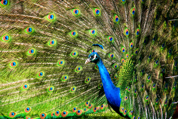 Toronto Zoo