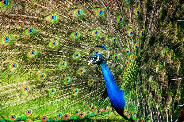 Toronto Zoo