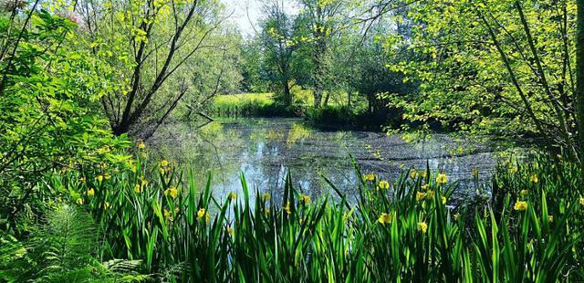 Bloedel Reserve