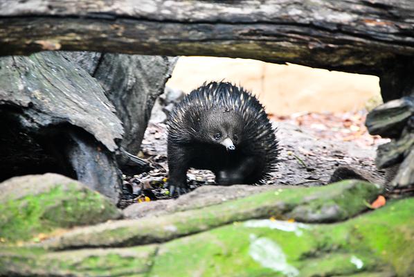 Featherdale Sydney Wildlife Park