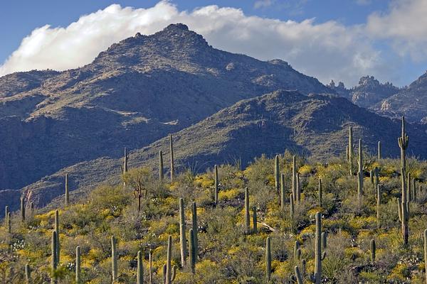 Sabino Canyon