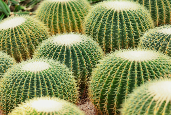 Desert Botanical Garden
