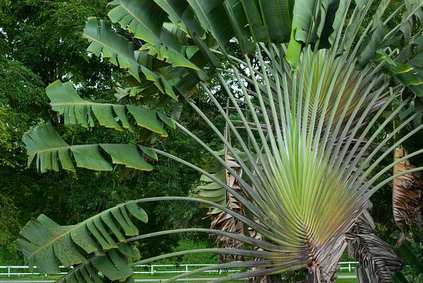 Bukit Timah Nature Reserve