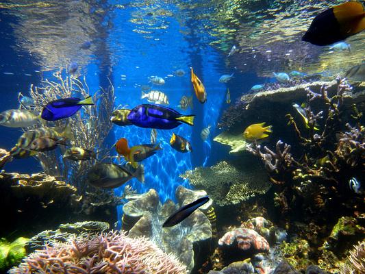 Waikiki Aquarium