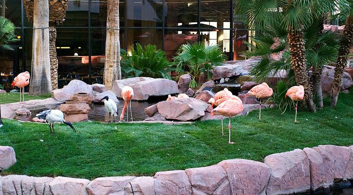 Need free fun in Vegas? Visit the Las Vegas Flamingo flamingos