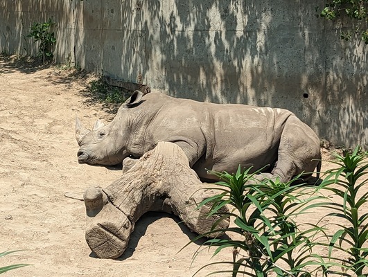 Henry Vilas Zoo