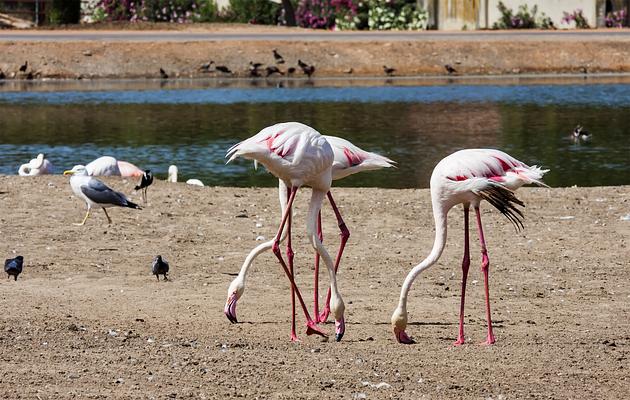 Phoenix Zoo