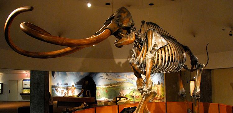 La Brea Tar Pits and Museum