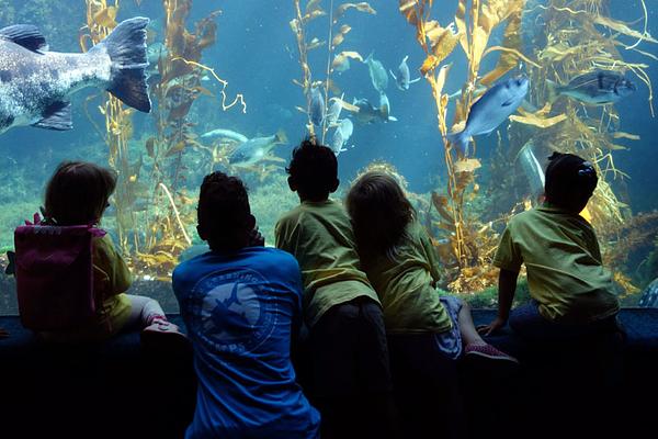 Birch Aquarium At Scripps