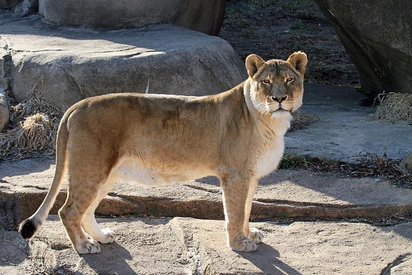 Brookfield Zoo