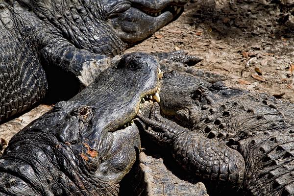 St. Augustine Alligator Farm Zoological Park