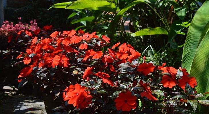 The Hoi An Orchid Garden Villa