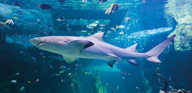 SEA LIFE Kansas City