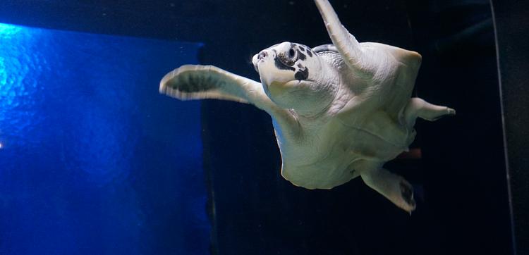 Audubon Aquarium