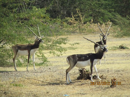 Bishnoi Village Camp and Resort