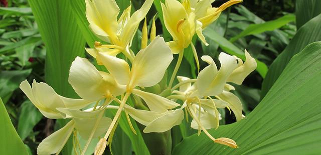 Flower Forest