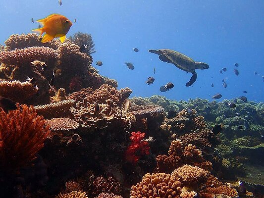 Ratu Kini Dive Resort