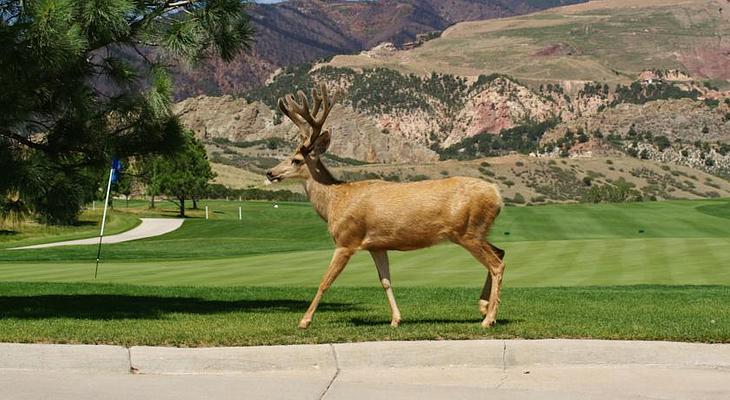 Garden of the Gods Resort and Club