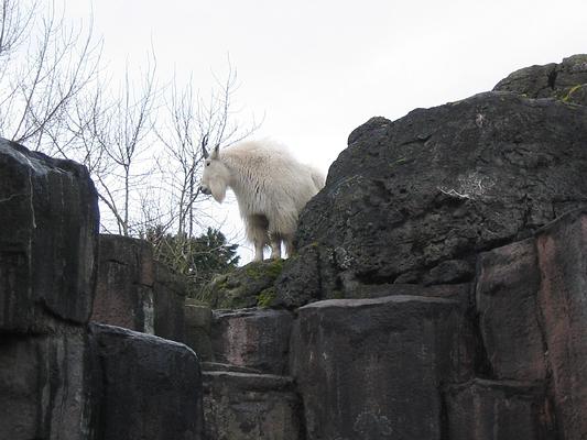 Oregon Zoo: Together for Wildlife