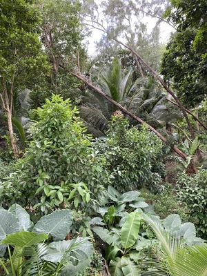 Coco Hill Forest