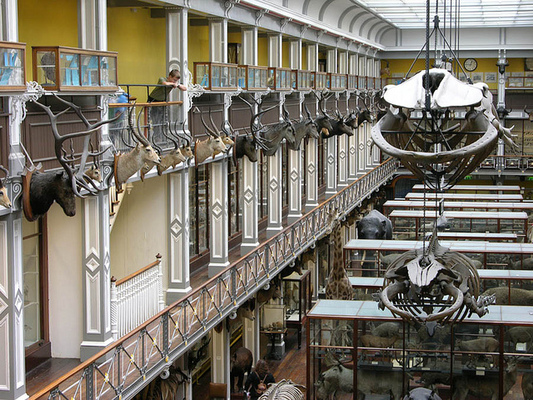 National Museum of Ireland- Natural History