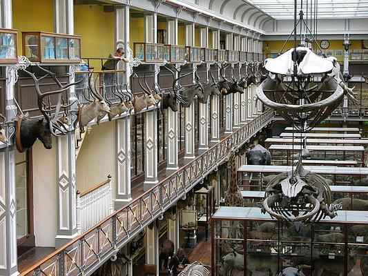 National Museum of Ireland- Natural History