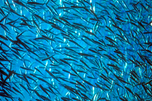 Seattle Aquarium