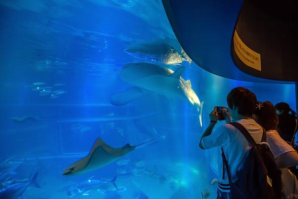 Osaka Aquarium Kaiyukan