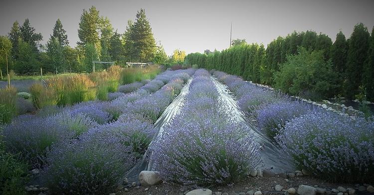 Okanagan Lavender & Herb Farm