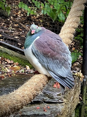 Kiwi Park