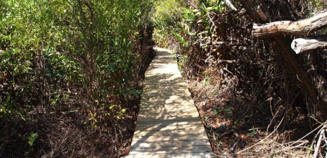 Mastic Trail