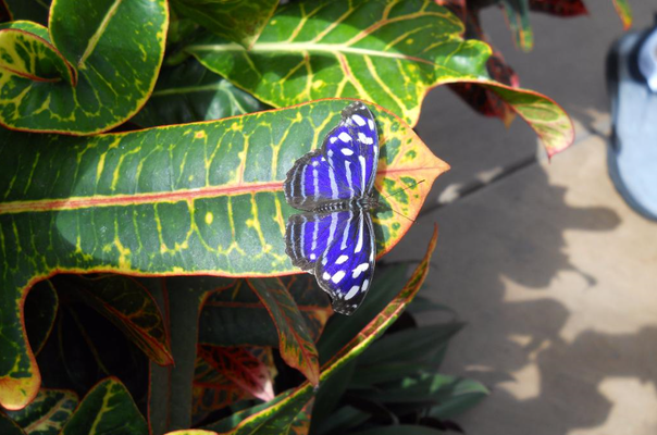 Butterfly Wonderland