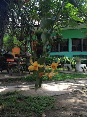 Baan Bua Guesthouse