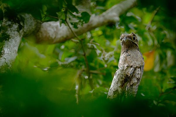 Hadco Experiences At Asa Wright Nature Centre