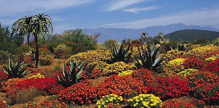 Kirstenbosch National Botanical Garden