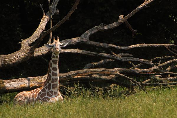 Melbourne Zoo