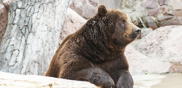 Alaska Zoo