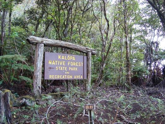 Kalopa State Recreation Area