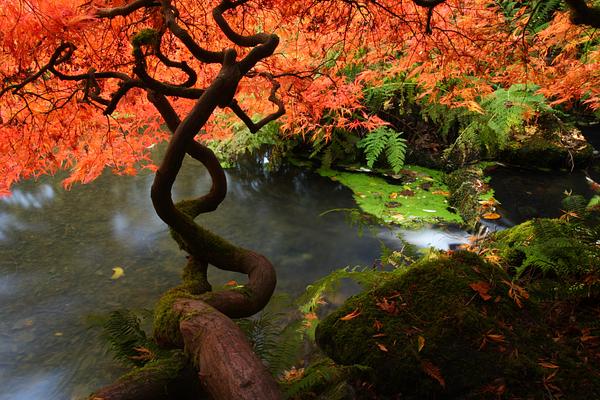 Seattle Japanese Garden