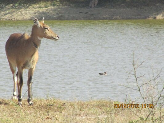 Bishnoi Village Camp and Resort