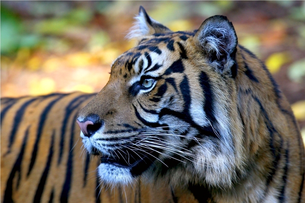 Melbourne Zoo
