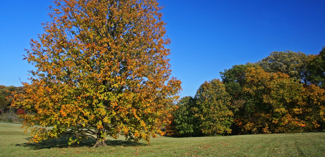 Morton Arboretum
